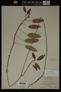 Polygonum amphibium image