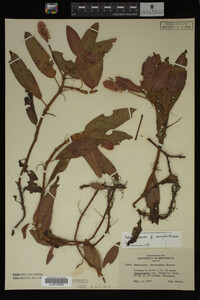Polygonum amphibium image