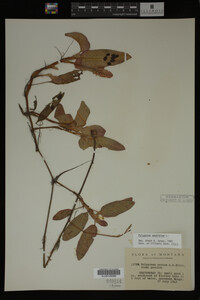 Polygonum amphibium image