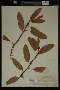 Polygonum amphibium image