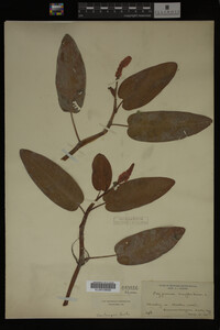 Polygonum amphibium image