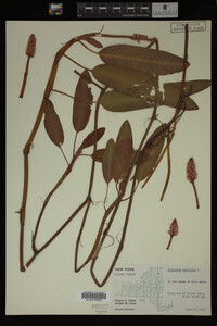 Polygonum amphibium image
