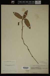 Polygonum amphibium image