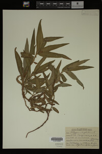 Polygonum amphibium image