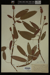 Polygonum amphibium image