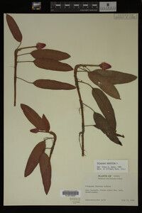 Polygonum amphibium image
