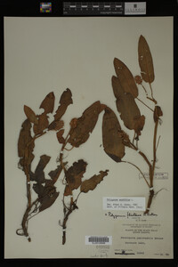 Polygonum amphibium image