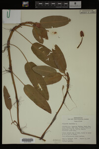Polygonum amphibium image
