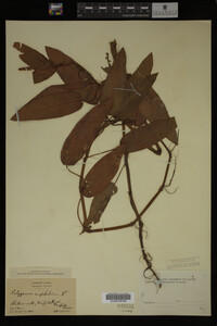Polygonum amphibium image