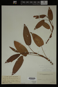 Polygonum amphibium image