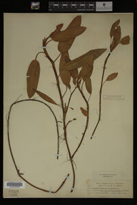 Polygonum amphibium image