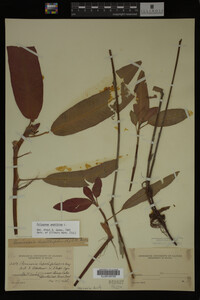 Polygonum amphibium image