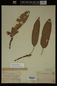 Polygonum amphibium image