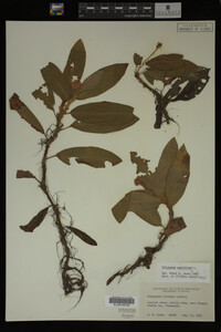 Polygonum amphibium image