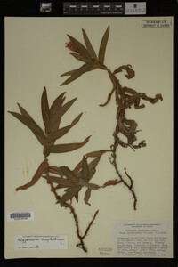 Polygonum amphibium image