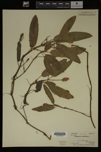 Polygonum amphibium image