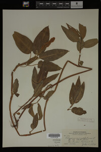 Polygonum amphibium image