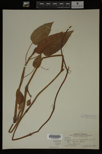 Polygonum amphibium image