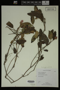 Polygonum amphibium image
