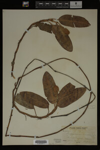 Polygonum amphibium image