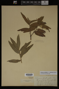 Image Associated With the Occurrence