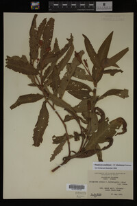 Image Associated With the Occurrence