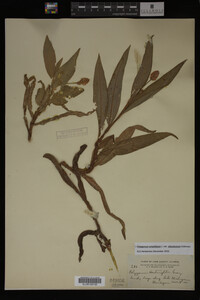 Image Associated With the Occurrence