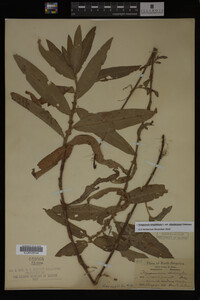 Image Associated With the Occurrence