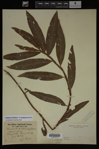 Image Associated With the Occurrence