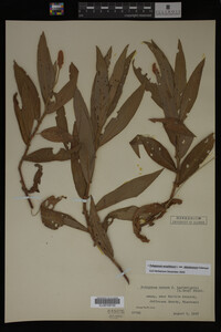 Image Associated With the Occurrence