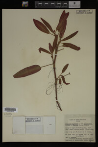 Image Associated With the Occurrence