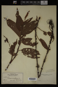 Image Associated With the Occurrence