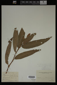 Image Associated With the Occurrence