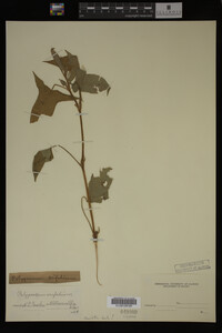 Image Associated With the Occurrence