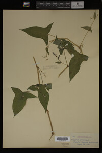 Image Associated With the Occurrence