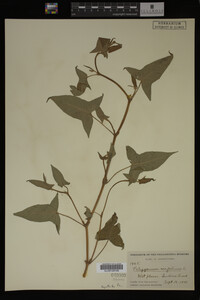 Image Associated With the Occurrence