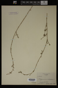 Polygonum aviculare image