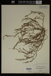 Polygonum aviculare image