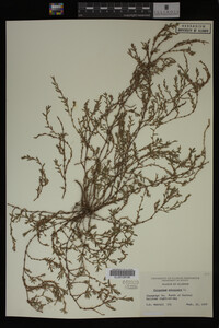 Polygonum aviculare image