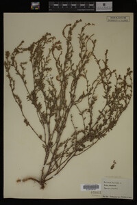 Polygonum aviculare image