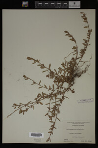 Polygonum aviculare image