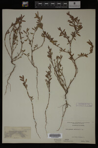 Polygonum aviculare image