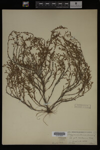 Polygonum aviculare image