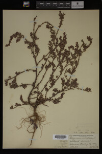 Polygonum aviculare image