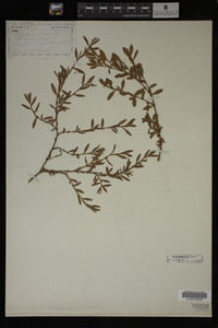 Polygonum aviculare image