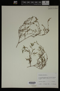 Polygonum aviculare image