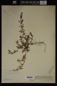 Polygonum aviculare image
