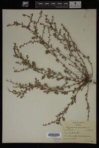 Polygonum aviculare image