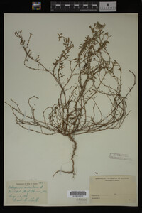 Polygonum aviculare image