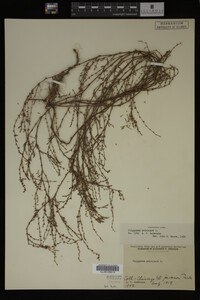 Polygonum aviculare image